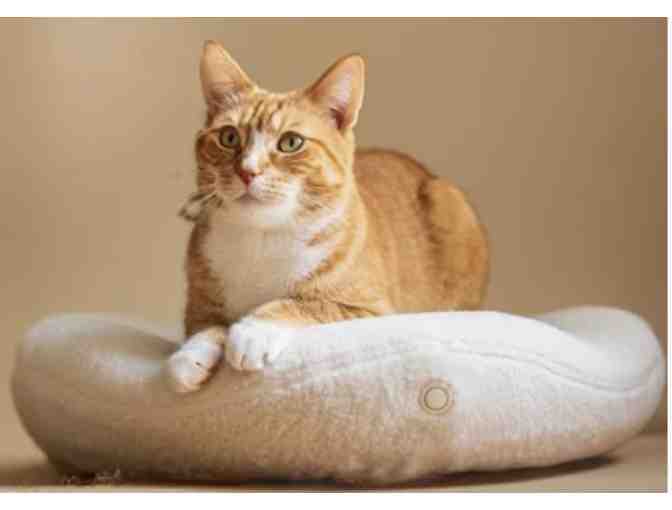 Help to Provide Toys and Bedding for the Kitties - $10