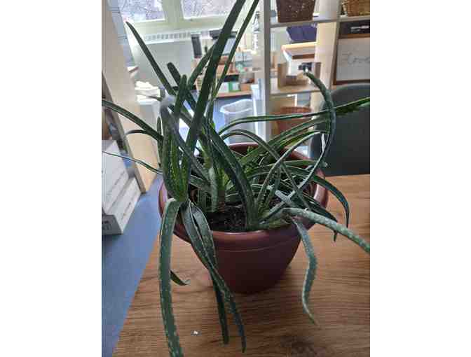 2 Plants w/ Clay Pots