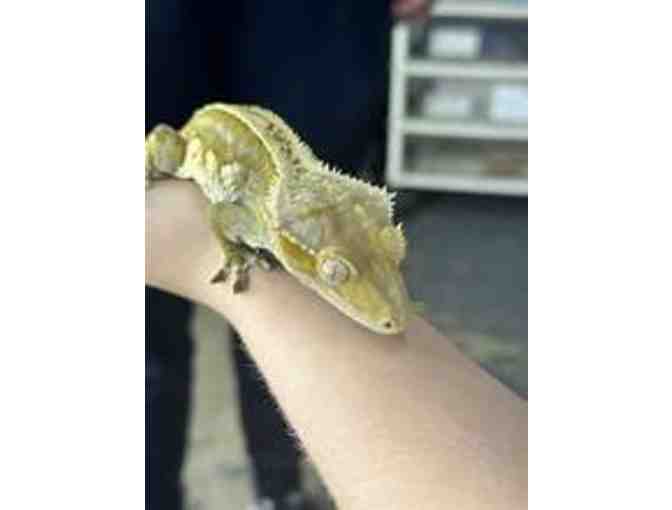 Critter Squad Wildlife Defenders