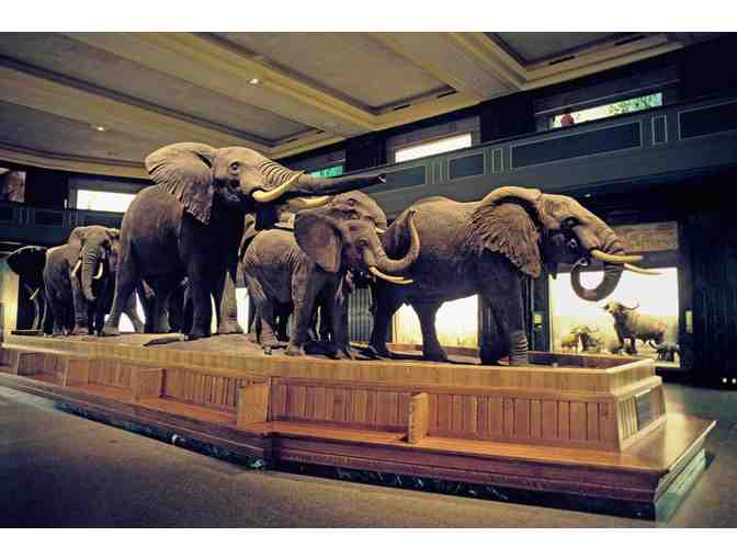 American Museum of Natural History