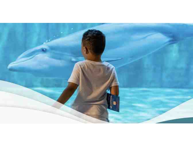 A Day at the Clearwater Marine Aquarium - pack of 8 tickets! - Photo 1