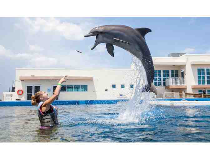 5 Night Stay in a Beach House in Daytona Beach with Dolphin Wellness Experience - Photo 1