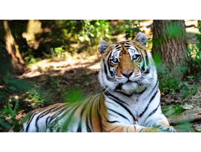 Tiger Sanctuary Tour