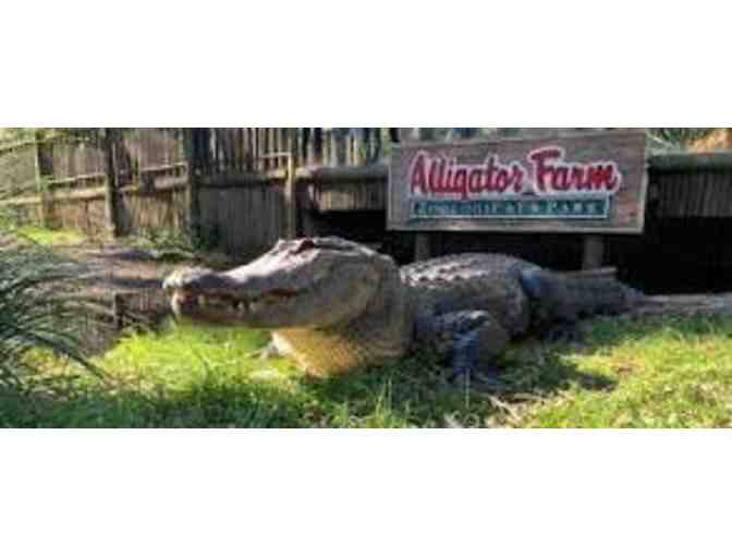 St. Augustine Alligator Farm Admission for 4