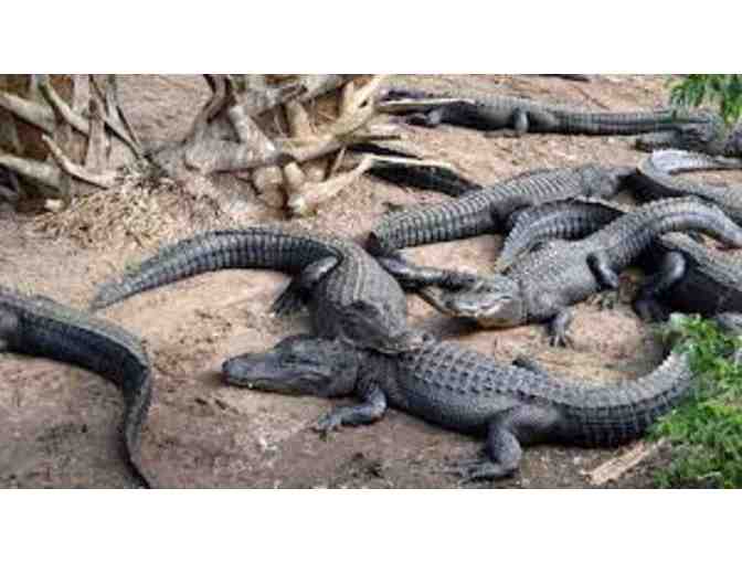 St. Augustine Alligator Farm Admission for 4