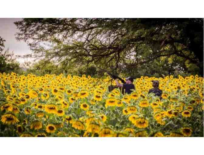 4-Man Argentina Dove Hunt