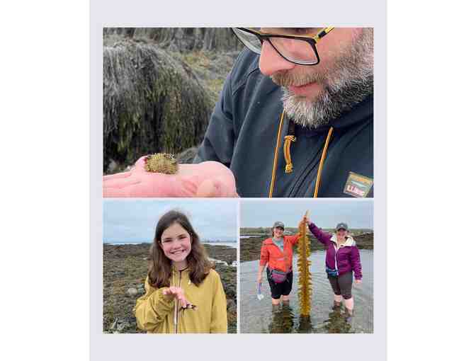 3-hour Adventure into Maine's Intertidal Region by Coast Encounters - Photo 2