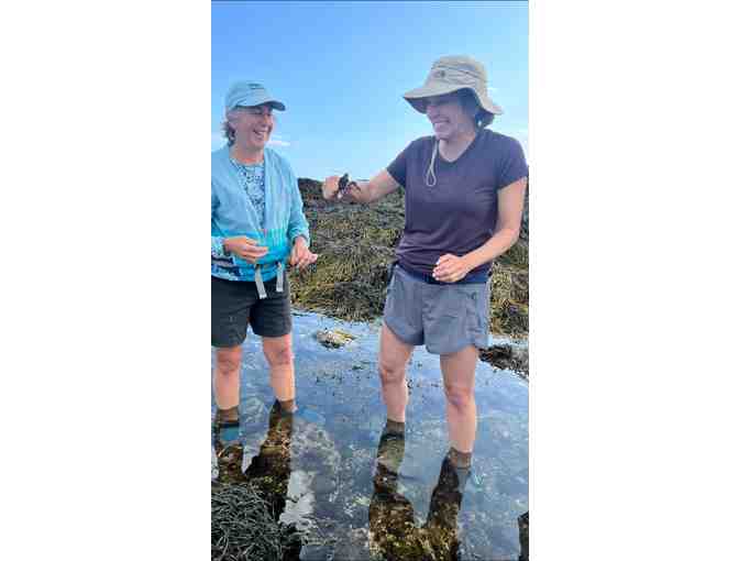 3-hour Adventure into Maine's Intertidal Region by Coast Encounters - Photo 3