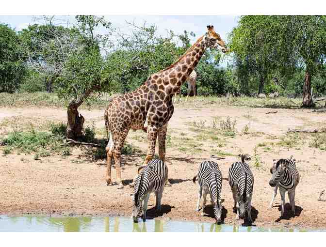 Big Game Safari- South Africa