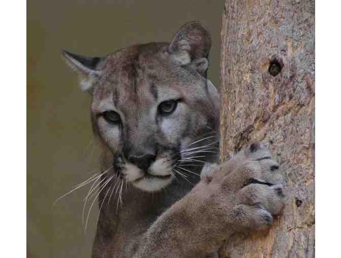 Two Passes to Great Cats World Park