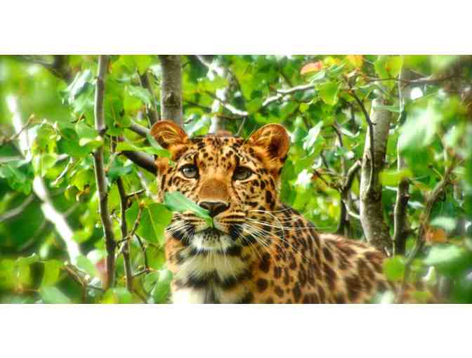 Two Passes to Great Cats World Park