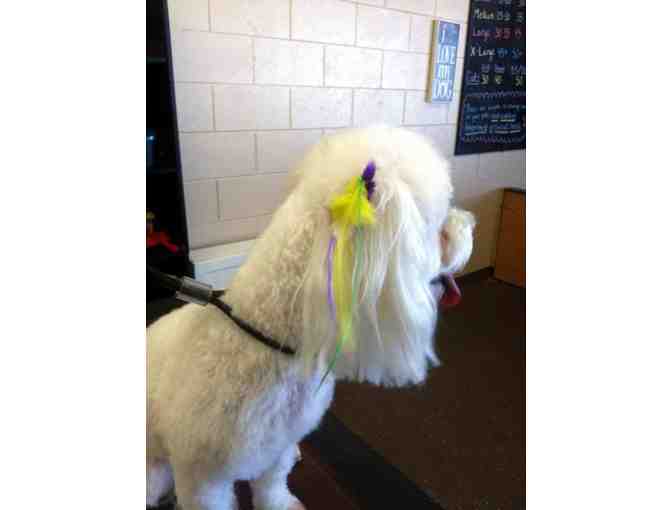 $100 in Grooming Services from Lucky Dog Pet Salon #1