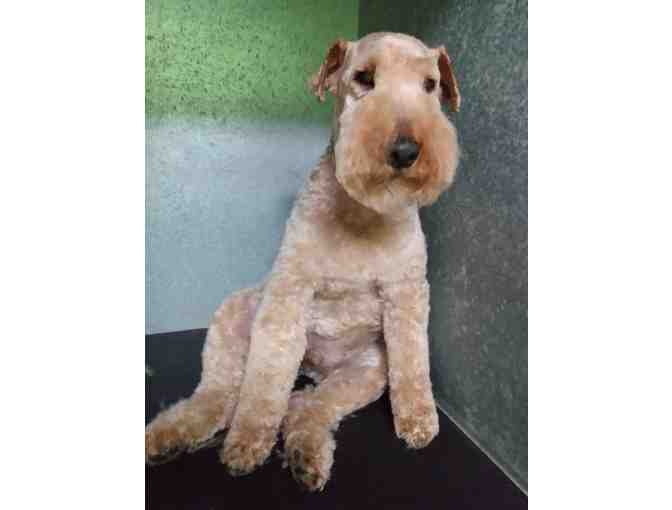 $45 Gift Certificate to Amanda's Classy Clips