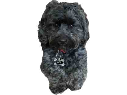 PetSmart $100 Gift Card