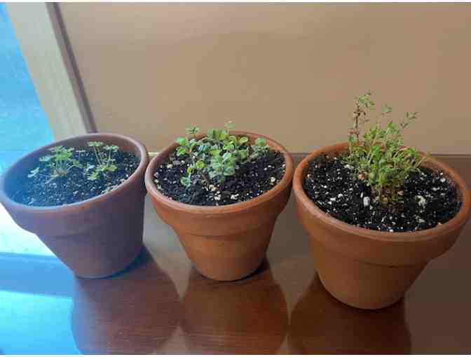 Lunaria Estate's No Label Plant Collection