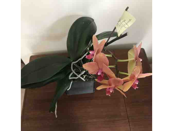 Orchid in Soft Wood Planter