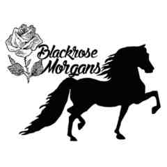 Blackrose Morgans
