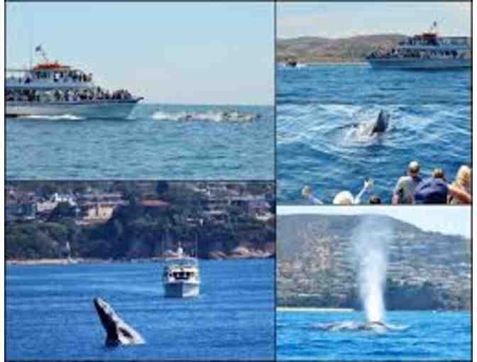 Whale Watching Passes for 4 in beautiful Newport Beach, CA