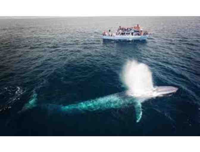 Whale Watching Passes for 4 in beautiful Newport Beach, CA