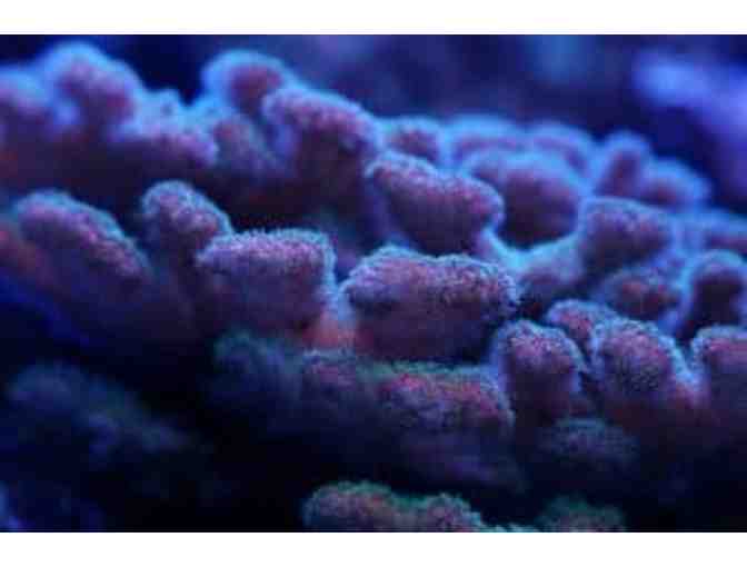 Family Annual Membership to Maui Ocean Center