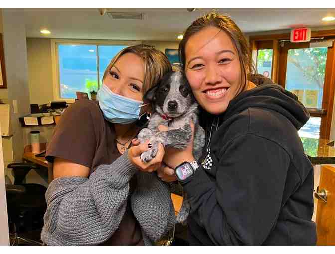 $100 Gift Certificate for Veterinary Services for At Home Animal Hospital