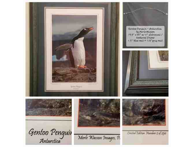 Gentoo Penguin -- Antarctica [Limited Edition: 2 of 250 / signed by artist ]