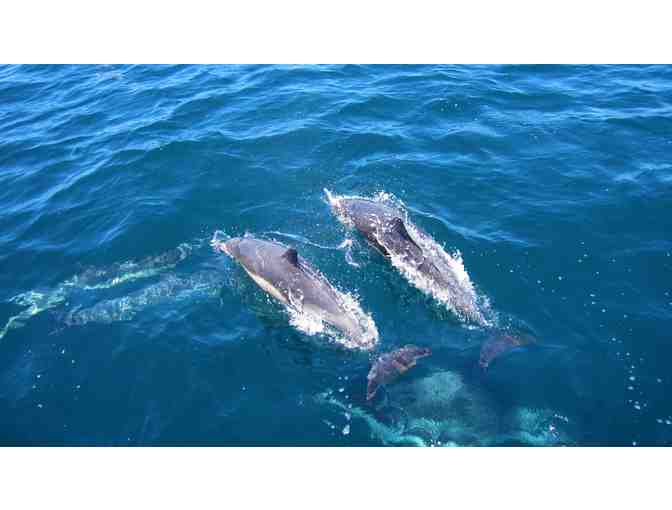 Whale Watching in San Diego