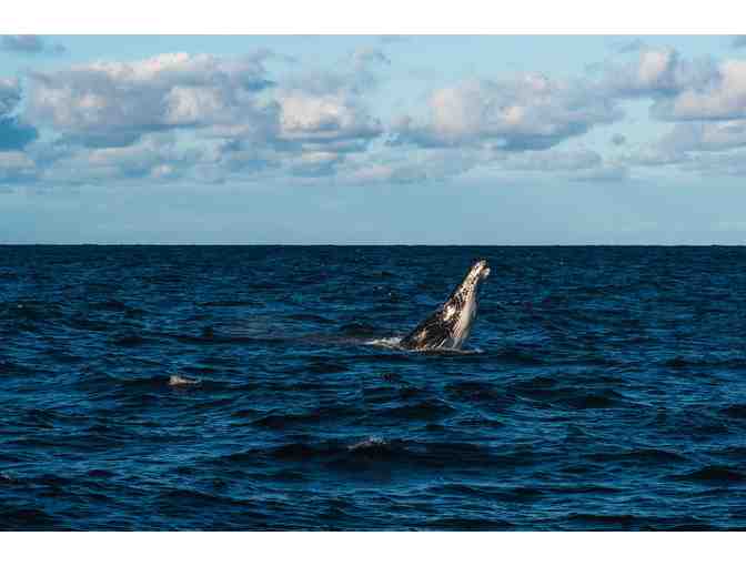 Whale Watching in San Diego