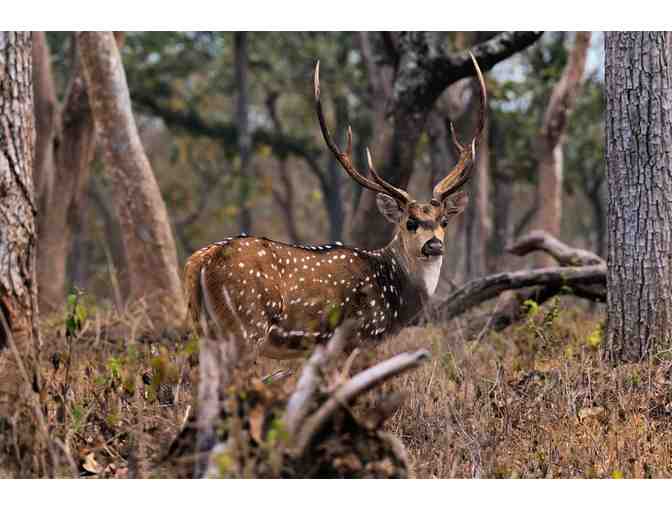 Argentina Big Game Hunt for 4-Hunters