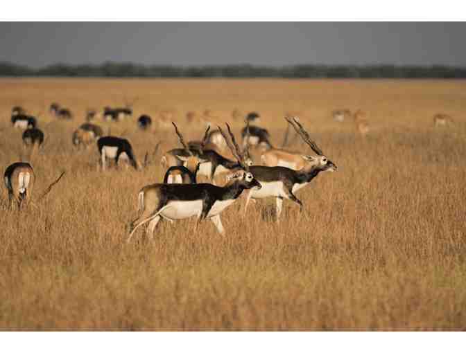 Argentina Big Game Hunt for 4-Hunters