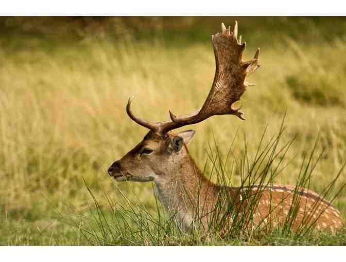 Argentina Big Game Hunt for 4-Hunters