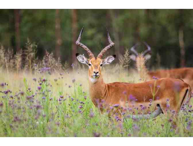 South African Hunting Trip for 4 Hunters