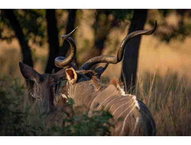 South African Hunting Trip for 4 Hunters