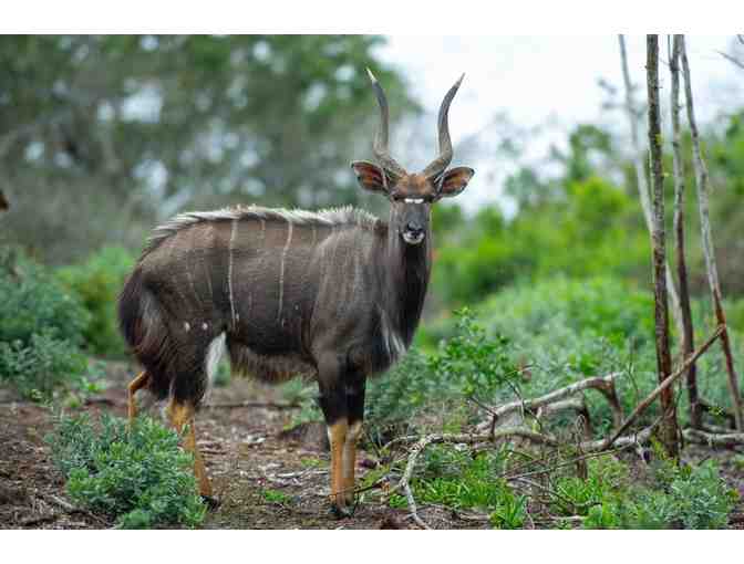 South African Hunting Trip for 4 Hunters