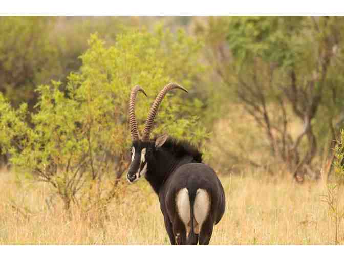 South African Hunting Trip for 4 Hunters