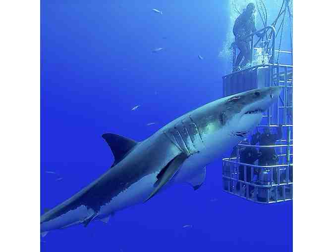 Great White Shark Diving for (1) with a 2-night Stay at Hyatt Fishermans Wharf for (2)