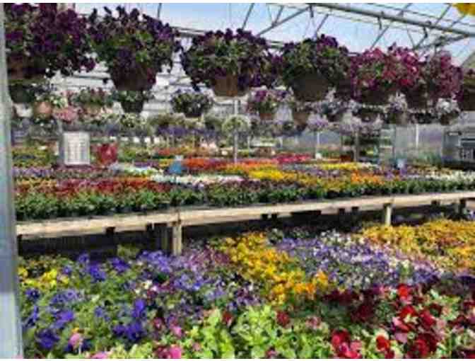 American Plant - $100 Gift Card