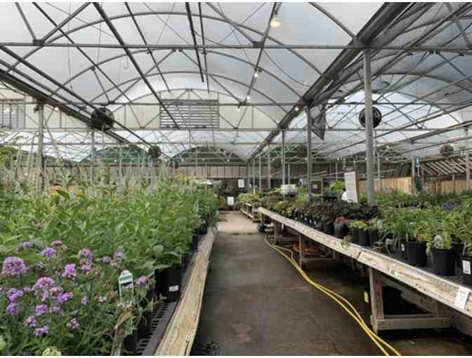 American Plant - $100 Gift Card