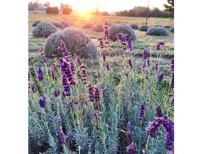 Seven Oaks Lavender Farm - 4 Entry Passes