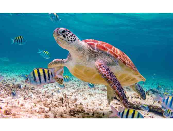 Dream Mexico Vacation for 2