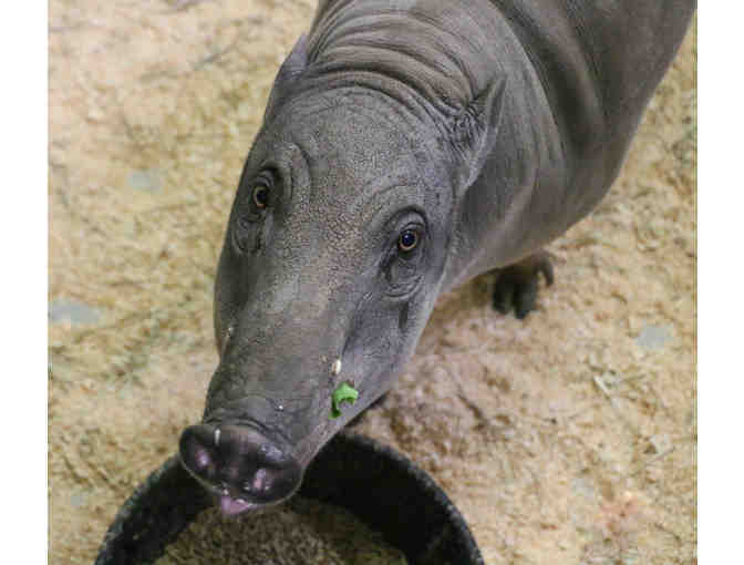 A Behind the Scenes VIP Babirusa Encounter