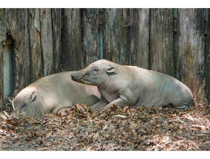 A Behind the Scenes VIP Babirusa Encounter