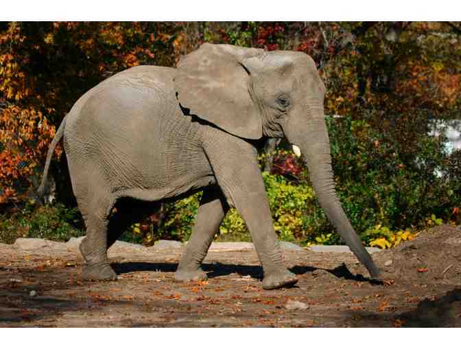 A Behind the Scenes VIP Elephants Encounter