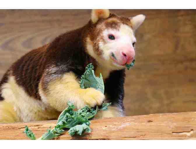 A Behind the Scenes VIP Tree Kangaroo Encounter