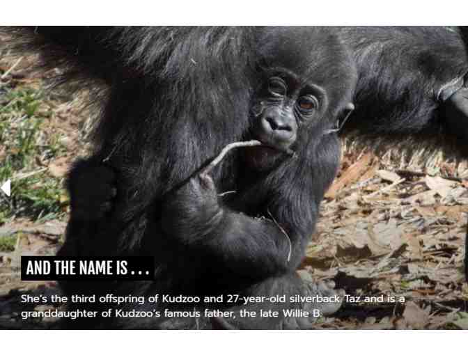 A Family 4-Pack of Tickets to Zoo Atlanta