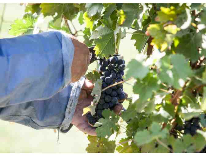 Tour & Tasting for Four at Newport Vineyards