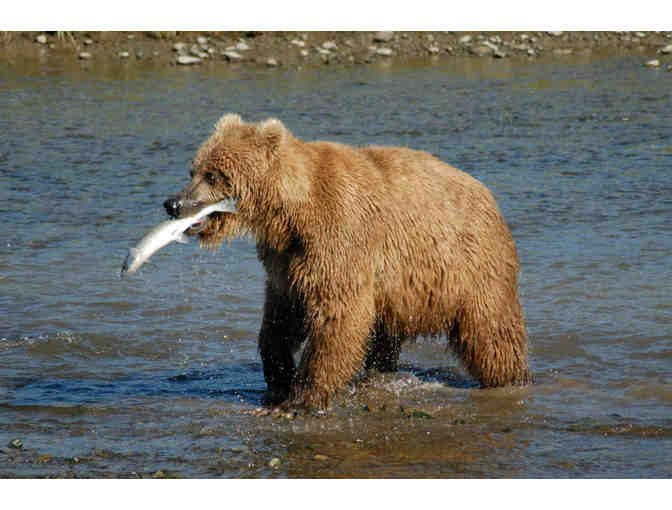 Alaska's Majestic Frontier, Alaska>Cruise for two for seven nights Veranda Stateroom+tax+t - Photo 7