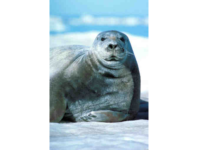 Alaska's Majestic Frontier, Alaska>Cruise for two for seven nights Veranda Stateroom+tax+t - Photo 8