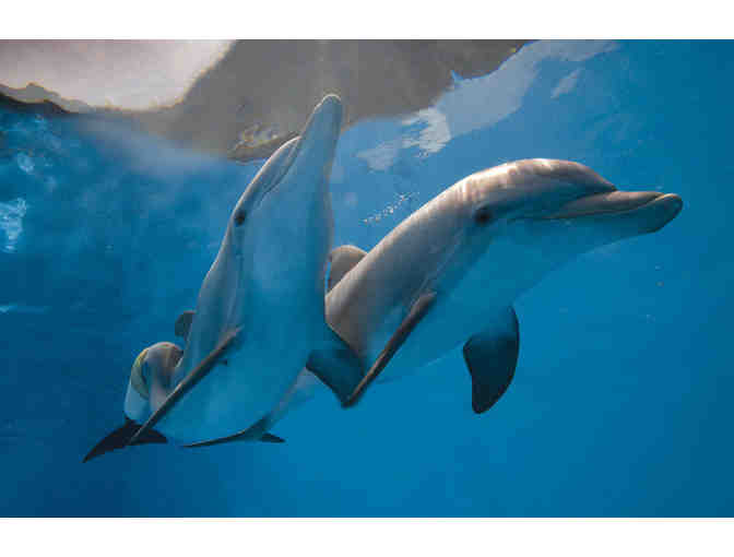 Clearwater Marine Aquarium Tickets