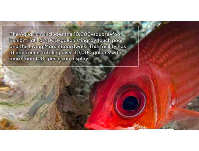 Dauphin Island Sea Lab - Alabama Aquarium - Dauphin Island, AL